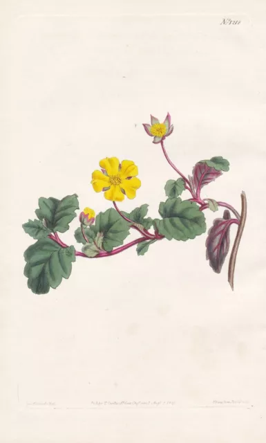 Hibbertia grossulariifolia Australia botany engraving Kupferstich Curtis 1218