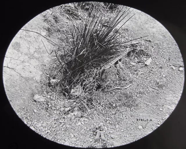 Glas magische Laterne Rutsche FASAN IM NEST C1890 FOTO VÖGEL ORNITHOLOGIE