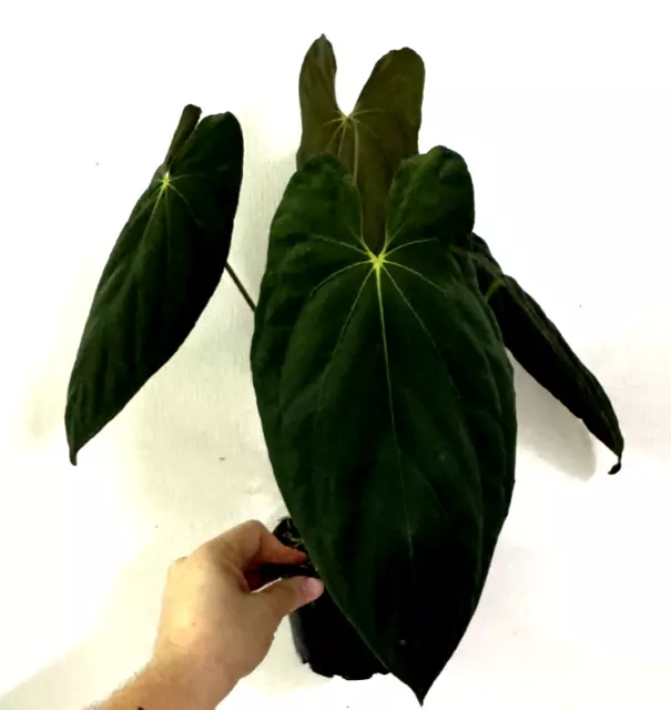 Anthurium papillilaminum x dressleri  LARGE PLANT "Rare Aroid" #43