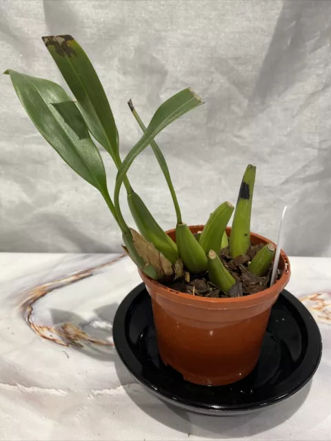 Coelogyne flaccida Species Orchid plant FS not in bloom 2