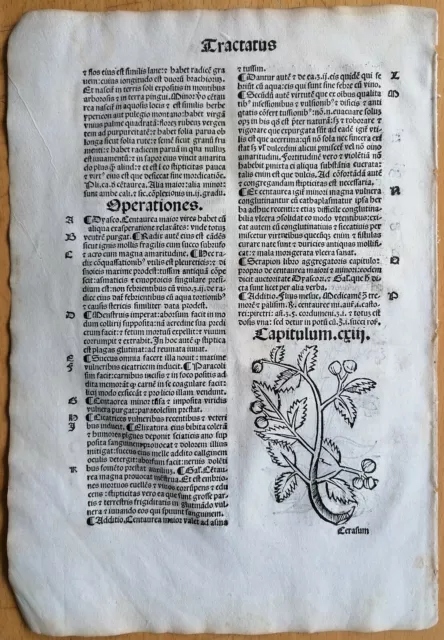 Original Post Inkunabel-Blatt Hortus Sanitatis Centaurea Venedig 1511 3