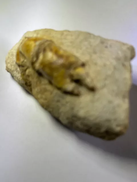 fossiler Krebs aus dem Münsterland, Westfalen