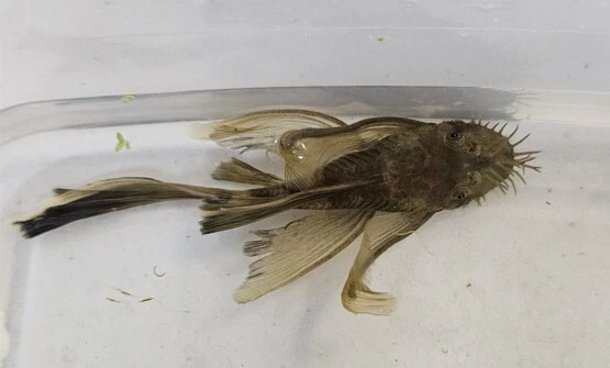 LF Male Green Dragon Bristlenose Plecos