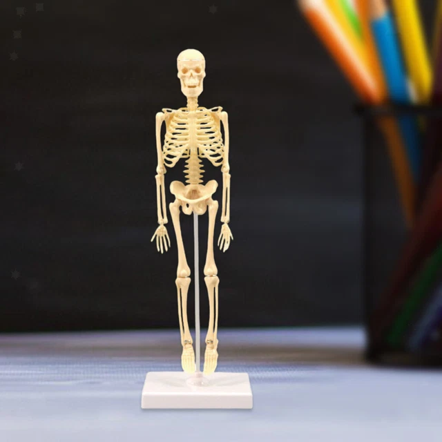 HUMAN ANATOMICAL ANATOMY Skeleton Model Education Display Skeleton ...