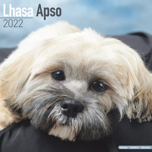 Lhasa Apso Dog Calendar 2022 Square Wall New + Free Uk Postage