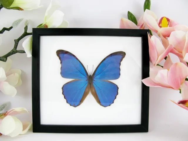 Morpho Didius - beautiful real butterfly prepared in a showcase - museum quality