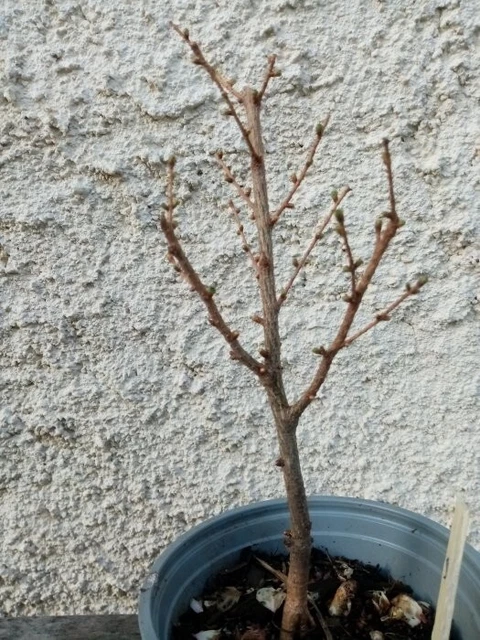Bonsai - Pré bonsai mélèze du Japon 9
