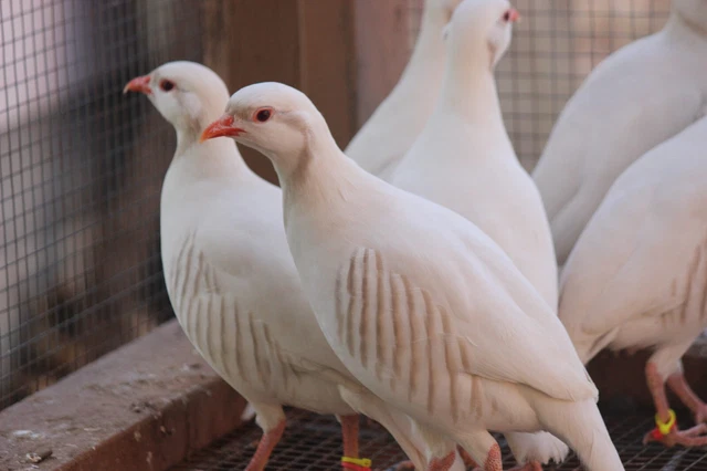 6+ White Chukar Partridge Hatching Eggs