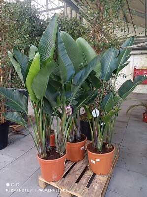 Strclizia Nicolai Augusta baumstrelitzie Paradiso Fiore Uccelli 200-240cm 3 piante 