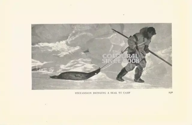 STEFANSSON BRINGING A SEAL TO CAMP  c 1930 PHOTO ILLUSTRATION PRINT