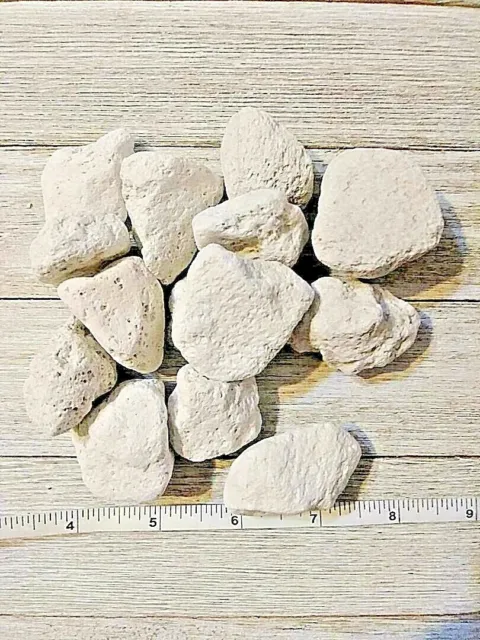 Chinchilla Pumice Pet Chews 100 surtido piedras 1,5-2 pulgadas nuevo