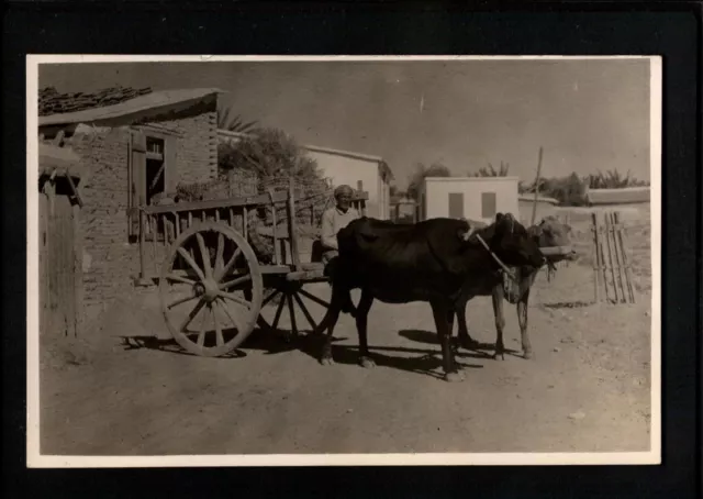 Greece Cyprus Bullock Cart In Rural Village Real Photo Postcard E20C - 14