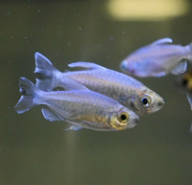 Live 1.5" Congo Tetras (Pack of 3 Freshwater Aquarium Fish) *PLS READ DESCR* 3