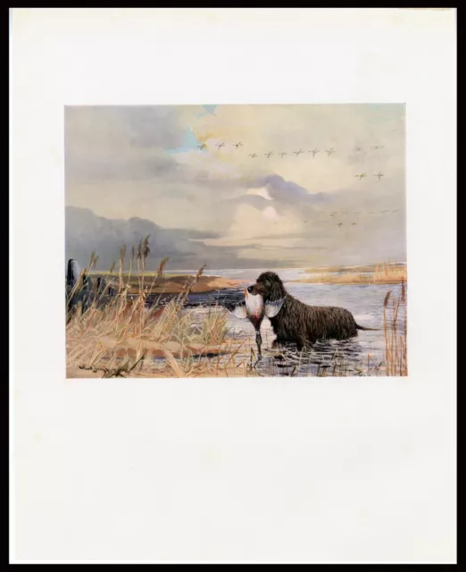 IRISH WATER SPANIEL RARE ANTIQUE BOOKPLATE DOG PRINT Artist REUBEN WARD BINKS