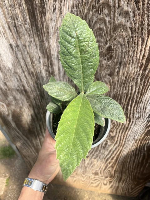 L'albero Di Pistacchio, Caratteristiche Botaniche E Coltivazione - Foto 7