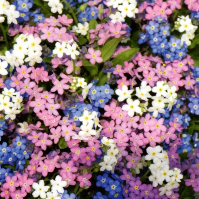 Vergissmeinnicht Myosotis alpestris Blume Pflanze 600 Samen Nr.323