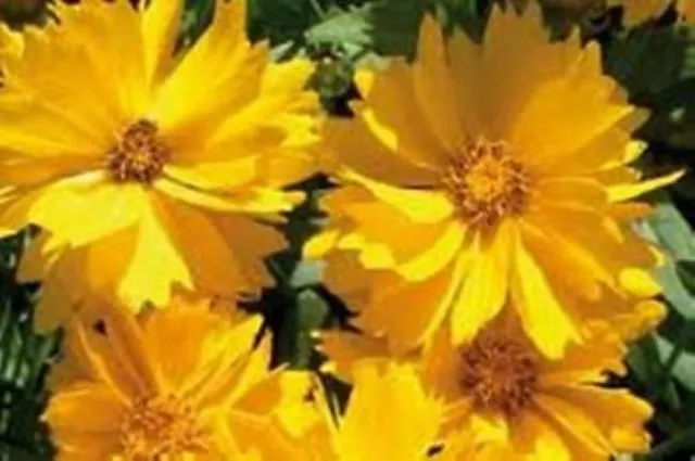 COREOPSIS  MAYFIELD GIANTS PERENNIAL 100 SEEDS Free Postage