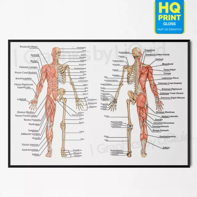 Muscular System Human Chart Muscle Anatomy Chart Body Educational Poster Print