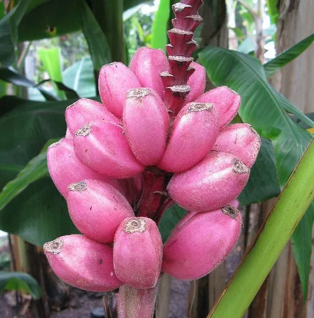 SAMEN rosa Banane Veranda Terrasse Saat super Wintergarten seeds semillas