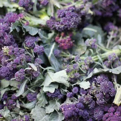 Broccoli - Early Purple Sprouting - 1000 Seeds - Brassica Oleracea