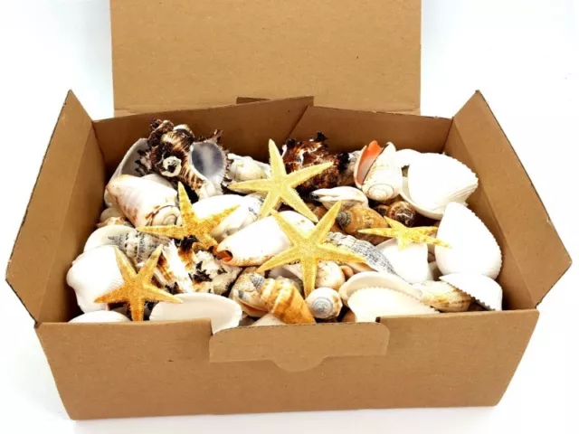 DEKOMUSCHEL BOX 1000g Bunter-Mix mit Seesternen Maritime Deko Muscheln