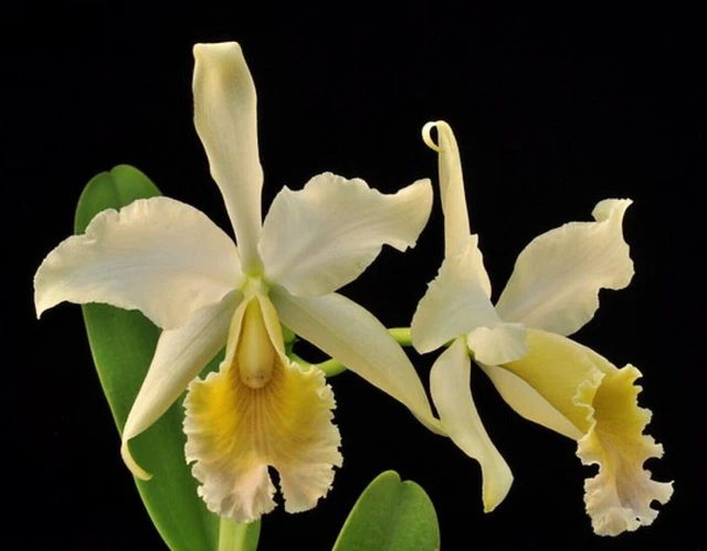 CATTLEYA REX VAR. delicata species orchid plant £79.99 - PicClick UK