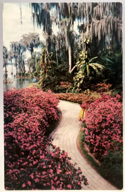 Azalea Lined Path, Cypress Gardens, Winter Haven, Florida FL Vintage Postcard