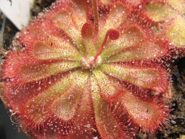 Carnivorous Plant: Drosera aliciae - 50+ seeds