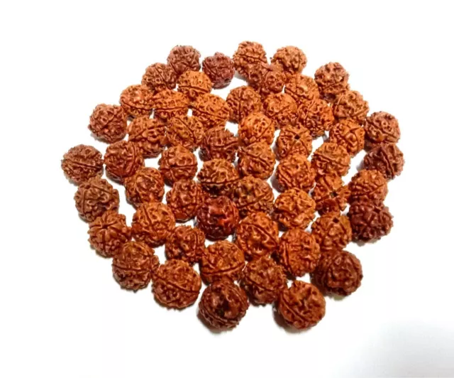 4 Mukhi Rudraksha Cuatro Caras Rudraksh Cuentas Origen Nepal 100% Original...