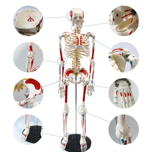 33"/85cm Flexible Skeleton Model with Muscle Painted/ligament Medical Anatomy