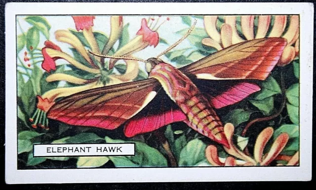 ELEPHANT HAWK MOTH  Vintage 1930's Colour Card  QC27