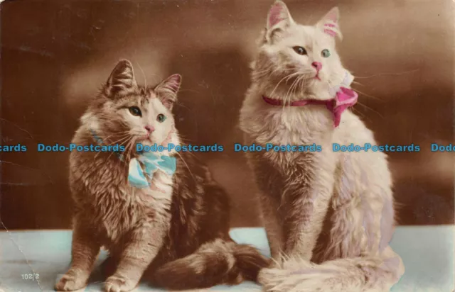 R142966 Cats. 102 2. RP. Old Photography. Postcard