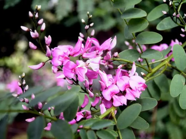 Australian Indigo Seeds Indigofera Australis Native Flowering Shrub