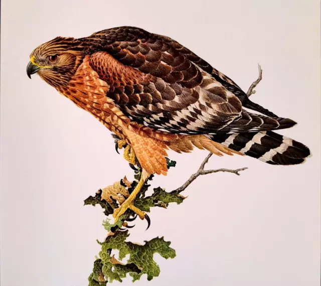 J F Lansdowne Birds Red Shouldered Hawk Vintage Book Art Print Plate 11