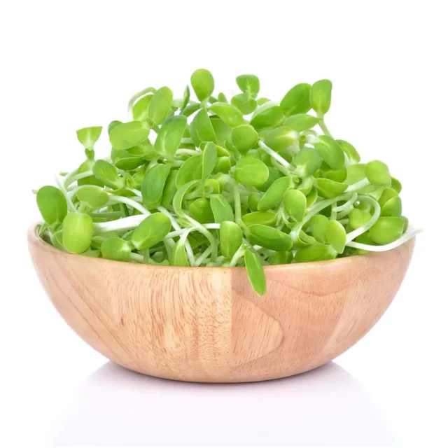 Sunflower Seeds 100g-2kg Grey Sprouting sprouts sprout MICROGREEN UNTREATED easy