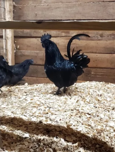 Ayam Cemani Hatching Eggs 10+ PUREBRED SOLID BLACK NPIP CERTIFIED AI CLEAN