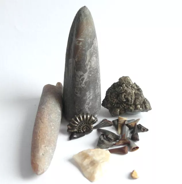 A collection of pre historic finds. Including: belemnites, sharks teeth,  etc