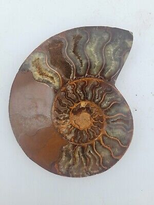 Moitié de Cleoniceras Ammonite polie 115mm amonite fossile 
