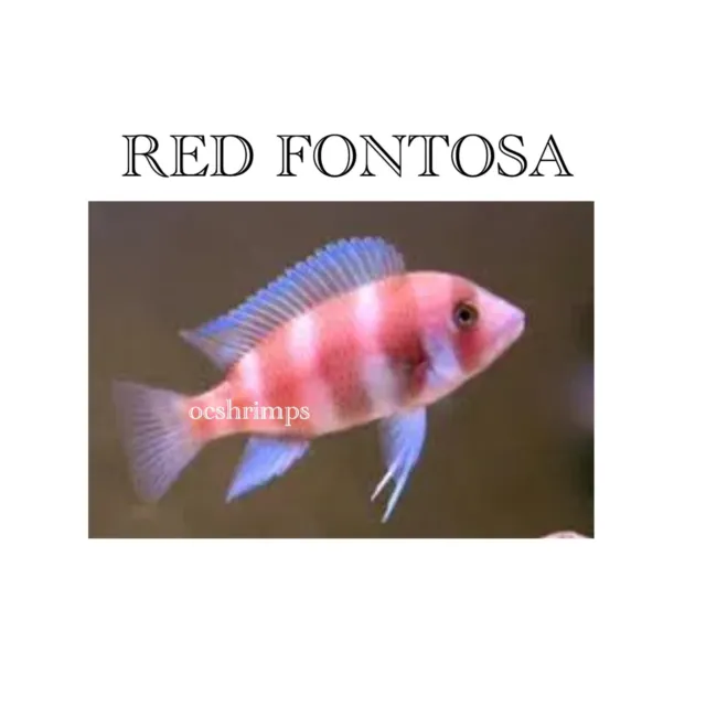 Cichlid- Red Fontosa    1 Inch ( Package 2 Pcs )