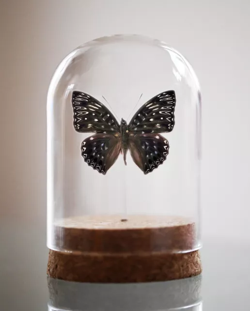 dichorragia nesimachus, Bell Jar, Real butterfly