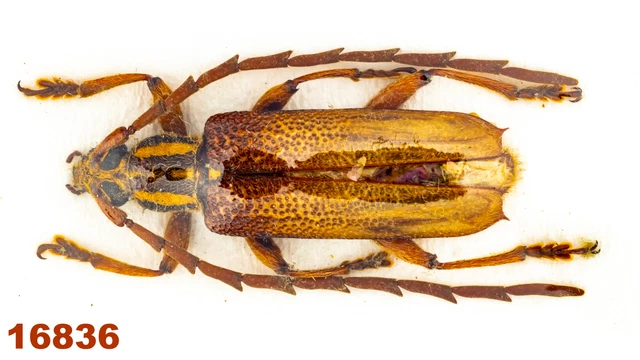 Cerambycidae sp.   A2, 22 mm , 1 pc