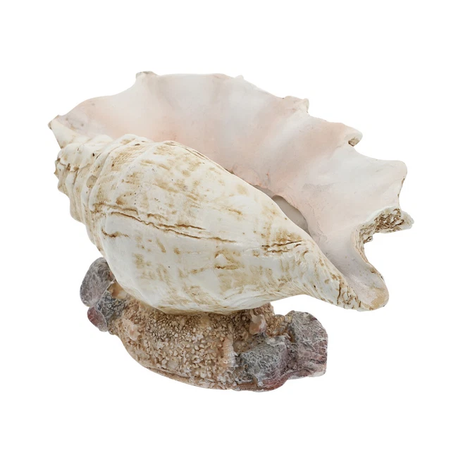 1pc conch blumentopf strand sukkulenten topf conch shell figurine