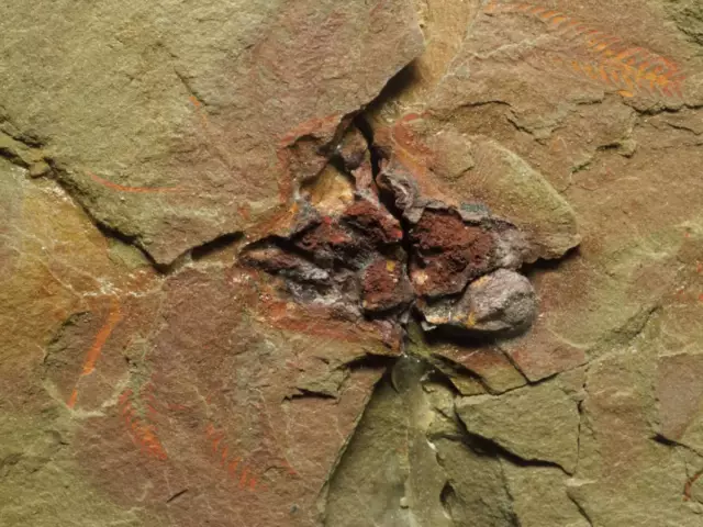 Sense of touch  Rare  Arthropod fossil  Furca mauritanica   1520g  Fezouata