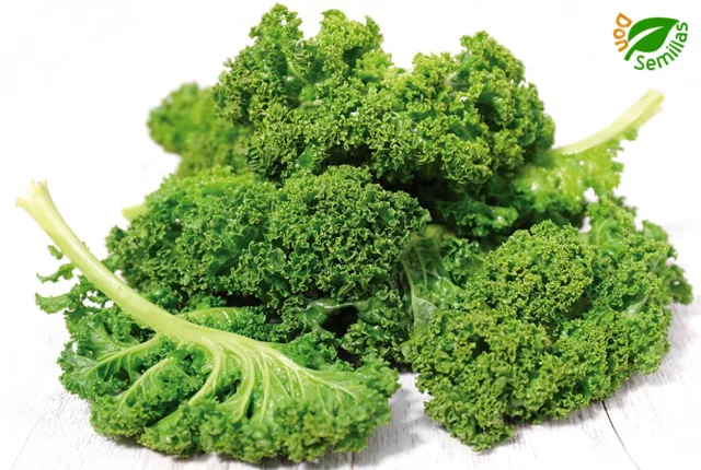 Kale ( 1.000 semillas ) Dwarf Green Curled * Berza  **col rizada**