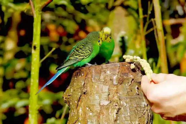 Aliments pour Animaux Pour Perruches Perroquets Oiseaux Vitakraft Menu Perruches 2