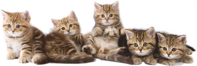 ADESIVO DA PARETE GATTO Gatti piccoli Gattini 5 Gatti Adesivo per camera