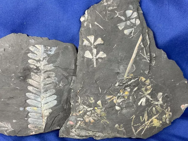 2 Carboniferous Fossils, Fossilien, Karbon, plant, Farn Farn Germany