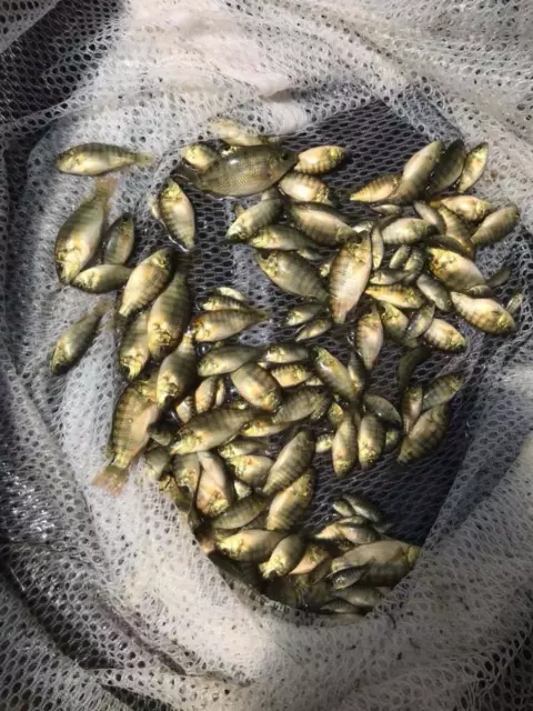 Tilapia (Blue) Fingerlings 25 count PLUS 1/2 LB OF FREE FISH FOOD