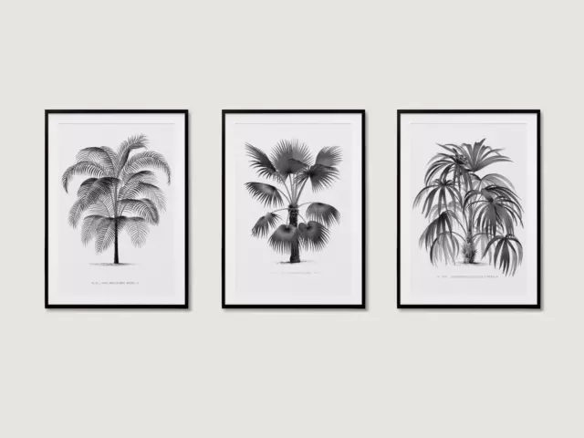 Vintage Botanical Set Of 3 Palm Tree Prints Black And White Collection Wall Art