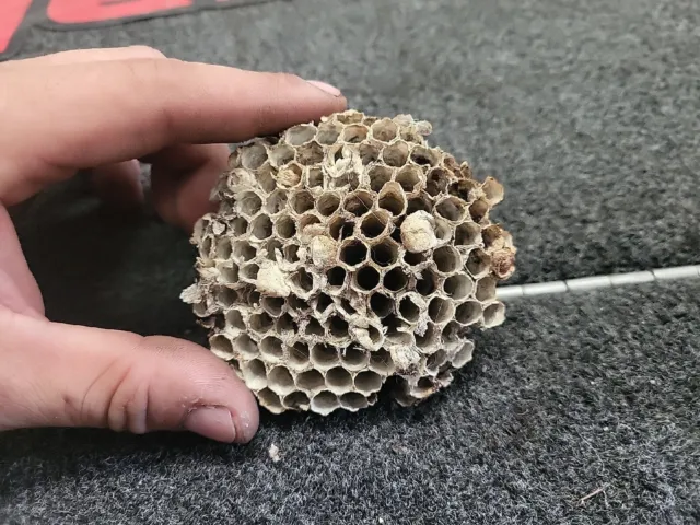 Authentic Paper Wasp Nest Hive